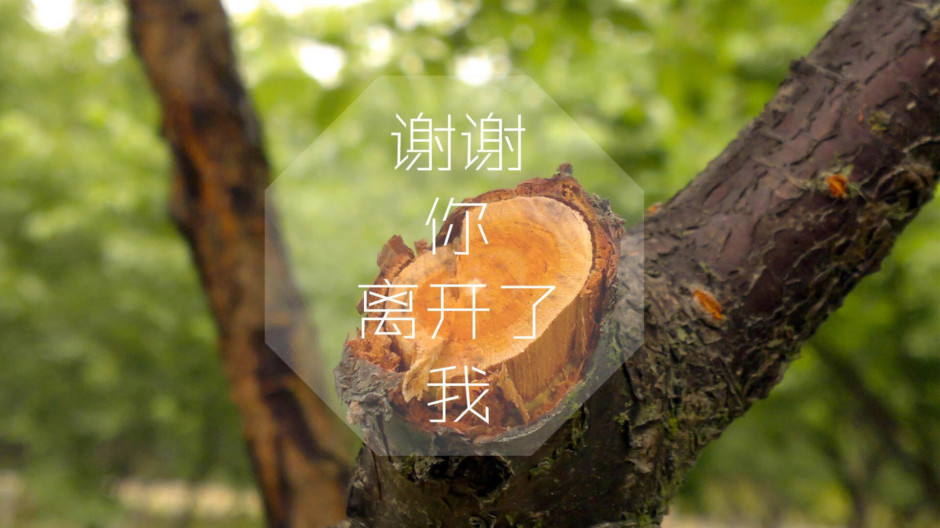 爱游戏app-亚琛狼队展现出色发挥，力克强敌取得胜利，亚琛官网