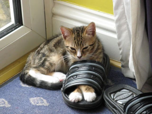 法甲青训体系中认知干预对比赛阅读能力的提升