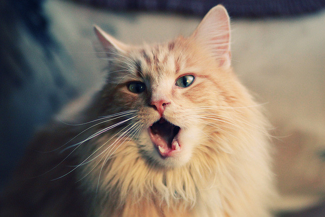 爱游戏综合娱乐-中国香港队团体赛制研究:如何在赛事中提升全队的默契与配合,香港队再添一枚金牌