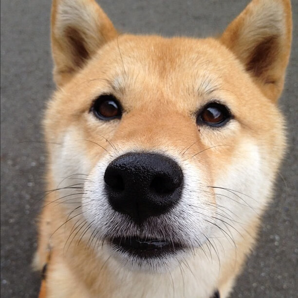 爱游戏综合娱乐-加拿大队未来目标：如何在世界级赛事中冲击奖牌，加拿大参赛选手